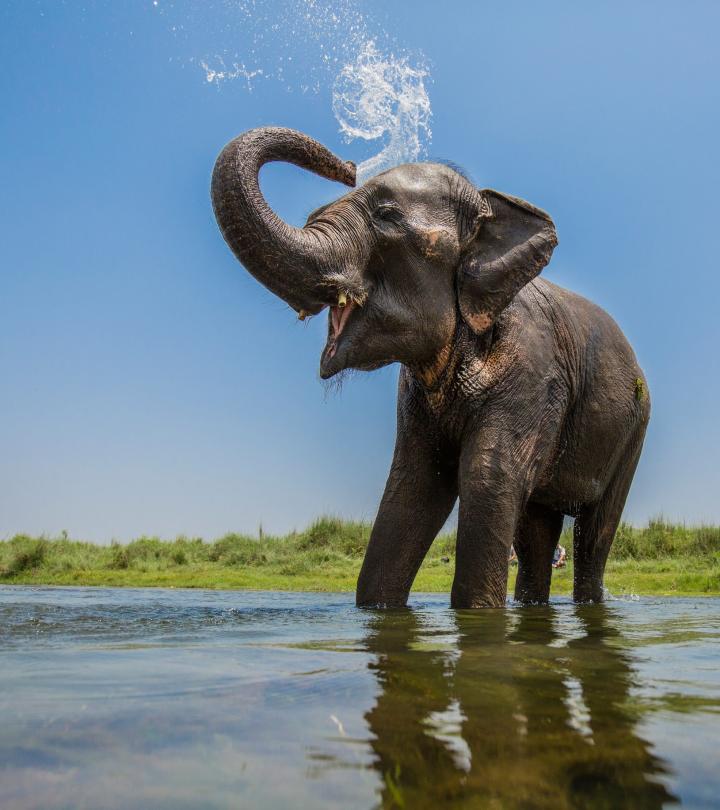 The Art of Drawing Readers In: Your attractive post title goes here Asian Elephan